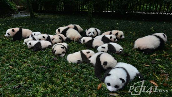 熊猫频道app