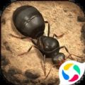 小小蚁国真实蚁巢安卓版 v1.0